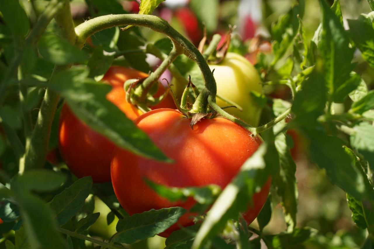 로우사 Quinta Do Areal 아파트 외부 사진