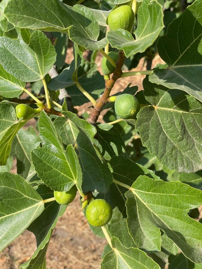 로우사 Quinta Do Areal 아파트 외부 사진